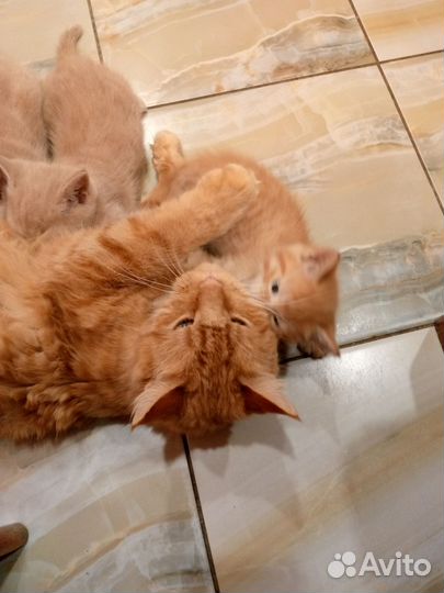 Котята мейн-кун помесь