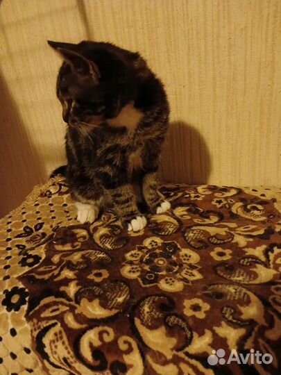 Котенок Мальчик 4-5 месяцев