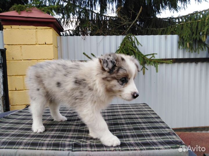 Щенок Бордер-колли