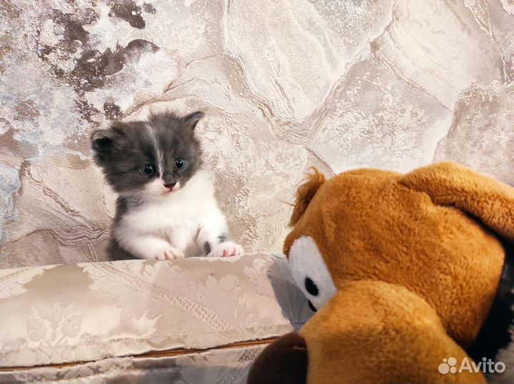 Сибирская кошечка