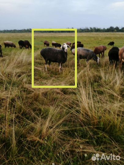 Курдючные бараны овцы