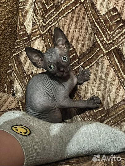 Канадский сфинкс