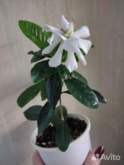 Редкие комнатные растения