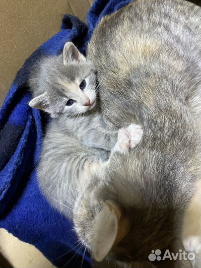 Котята бесплатно