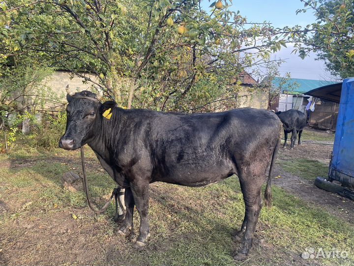 Стельные телки