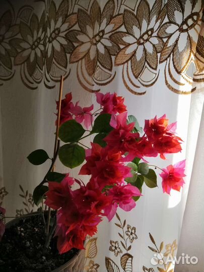 Бугенвиллия