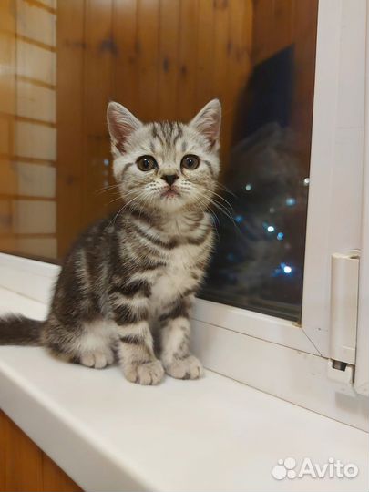 Шотландская девочка