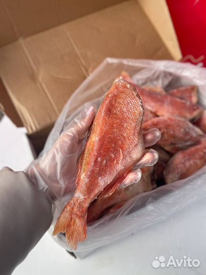 Морской окунь