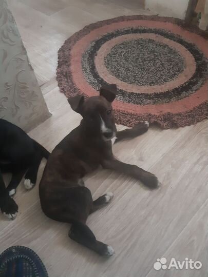 Собаки щенки