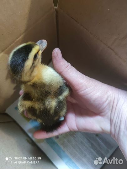 Цыплята под заказ