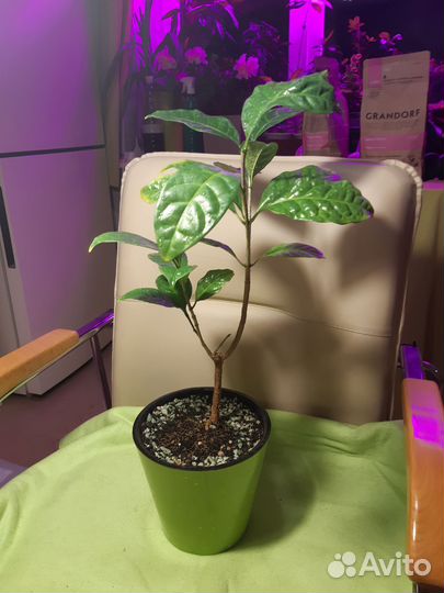 Табернемонтана дивариката махровая