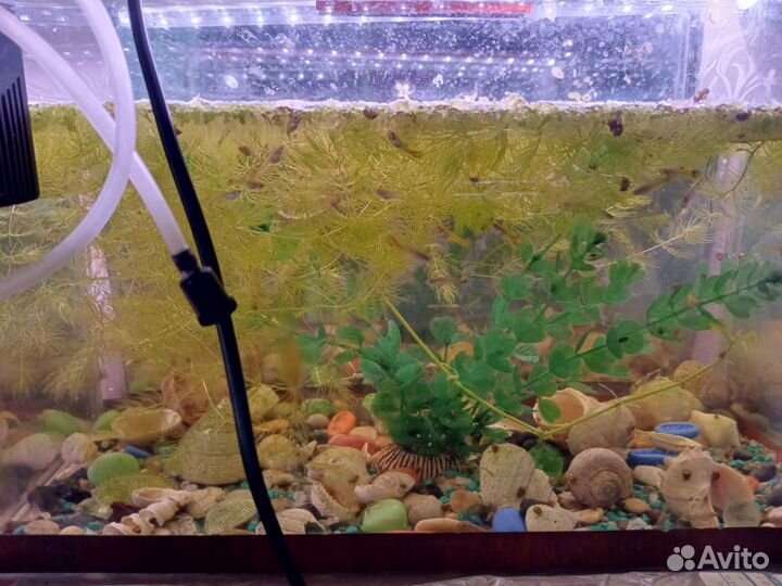 Мальки гуппи