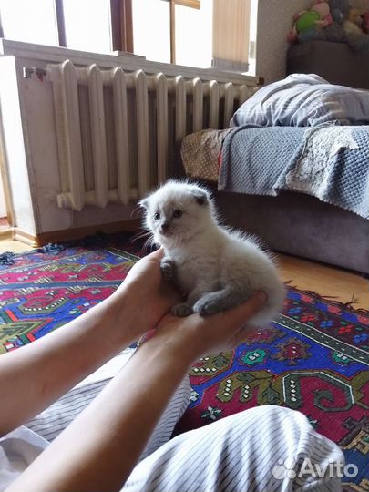 Британский вислоухий