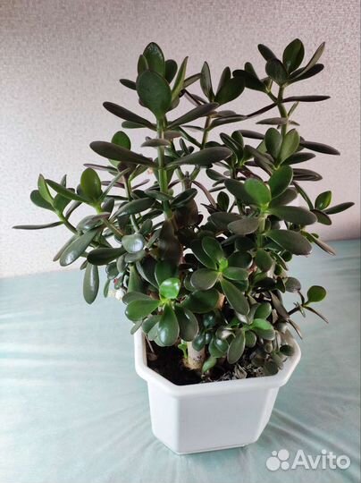 Розебудная Герань, Толстянка