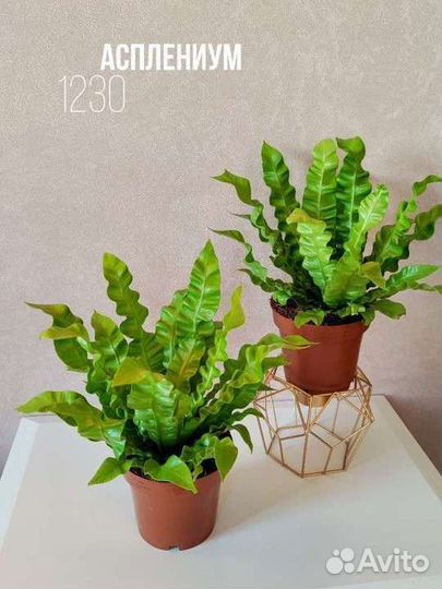 Асплениум