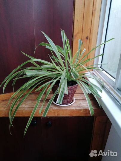 Хлорофитум