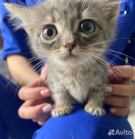 Кошка в дар бесплатно