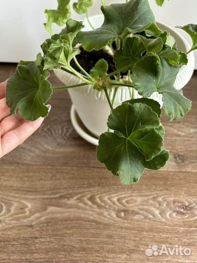 Продам сортовые пеларгонии