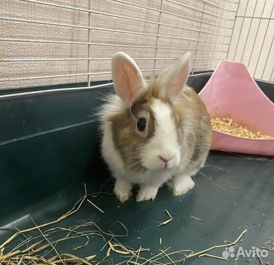 Декоративный кролик