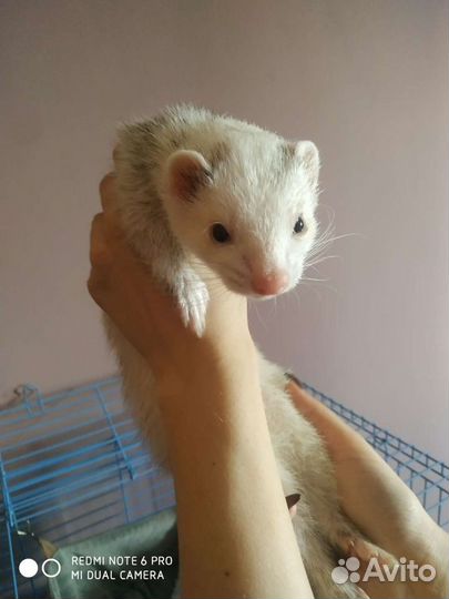 Передержка Животных