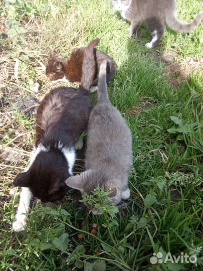 Котята в добрые руки