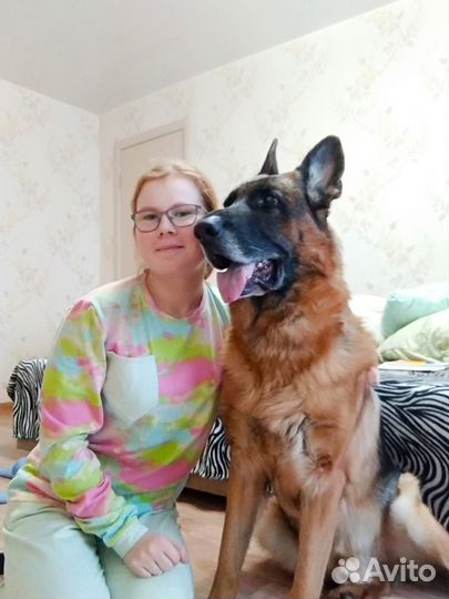 Зооняня приходящая сутки, часы, выгул, передержка