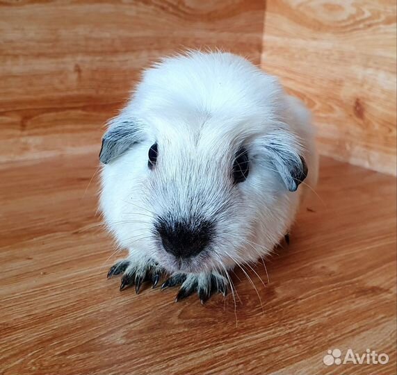 Морская свинка. Девочка