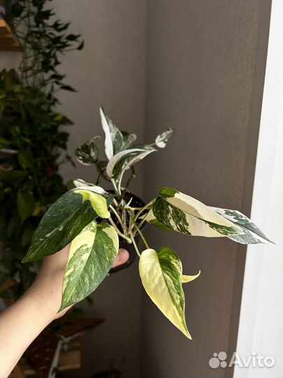 Фикус, сингониум, сциндапсус, филолендрон