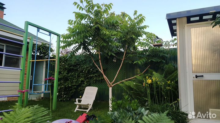 Манджурский орех, саженцы