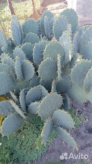 Кактус овсянка