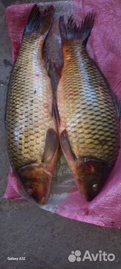 Рыбалка в Астраханской области