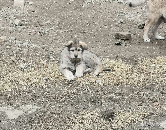 Щенки бесплатно