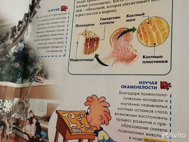 Как устроено тело человека