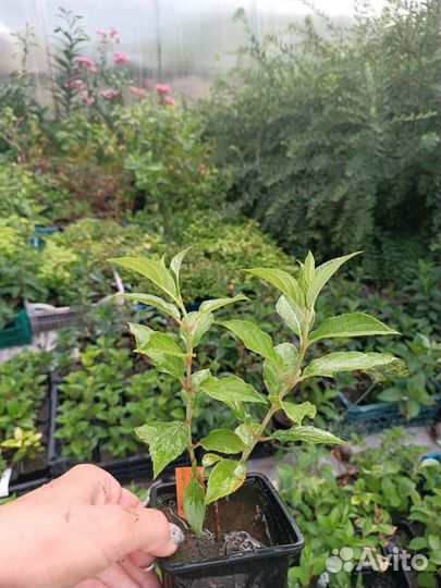 Гортензия ванила фрайз