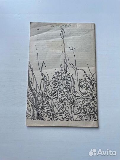 Лекарственные растения Пашинский