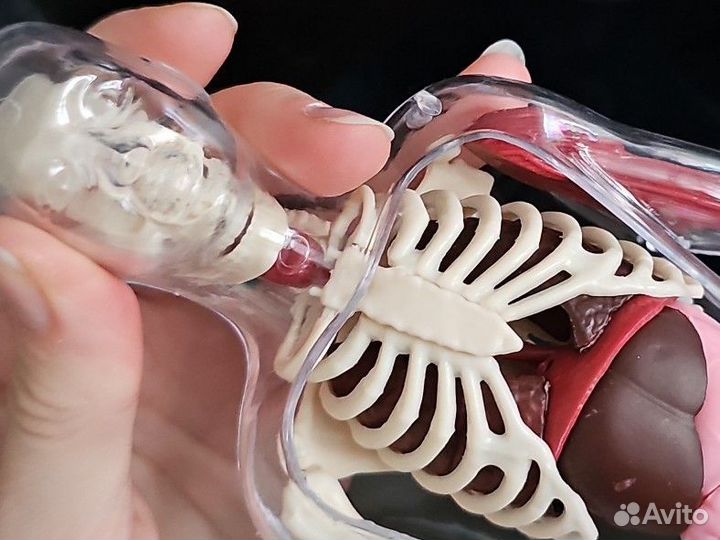 Конструктор модель человека