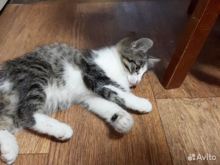 Котята в дар