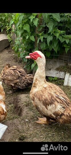 Утак Мускусный