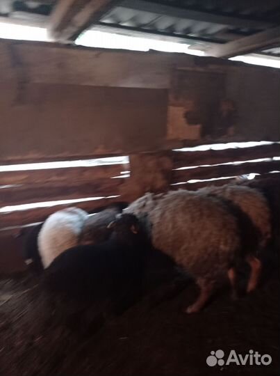 Овцы бараны ягнята оптом