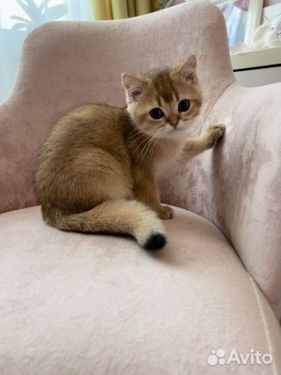 Британские котята