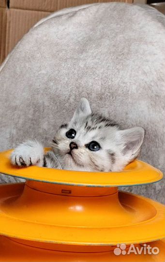 Шотландская кошечка. #3