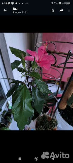 Гибискус розовый