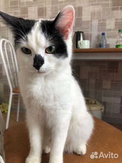 Котята в добрые руки бесплатно