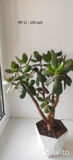 Комнатные растения цветы