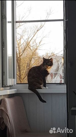 Отдам кошку в хорошие руки