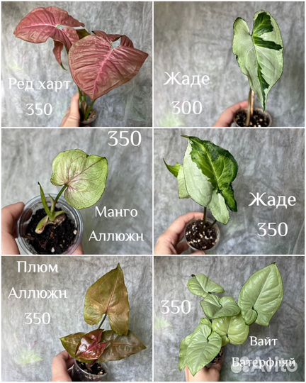 Сингониумы сортовые