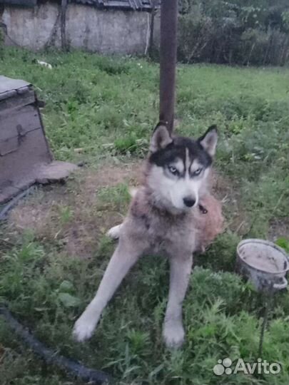 Сибирский хаски