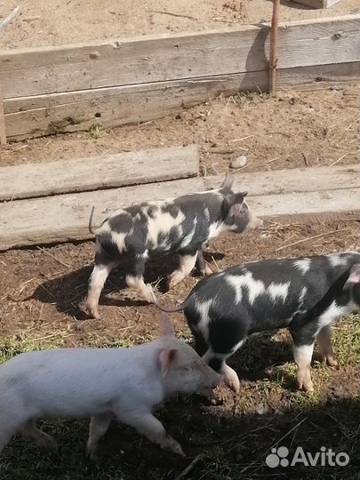Продам поросят