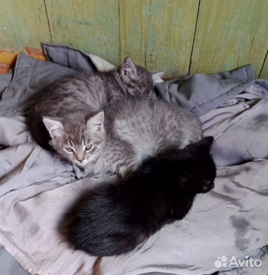 Котята в добрые руки бесплатно