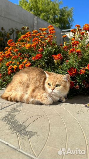 Домашние животные кошки